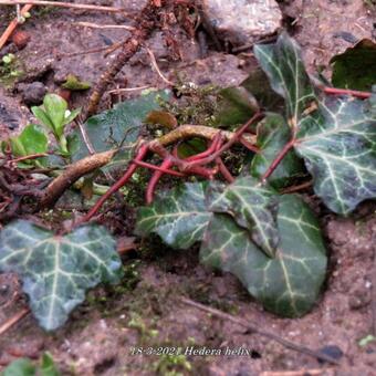 Hedera helix