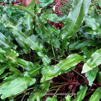 Asplenium scolopendrium