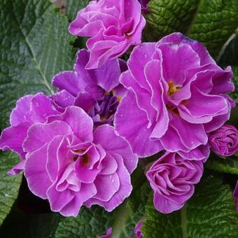 Primula 'Think Pink'