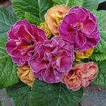 Primula 'Think Pink' - 