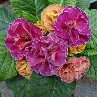 Primula 'Think Pink'