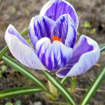 Crocus vernus 'King of the Striped'