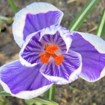 Crocus vernus 'King of the Striped'