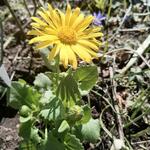 Doronicum orientale 'Leonardo' - Doronicum orientale 'Leonardo'