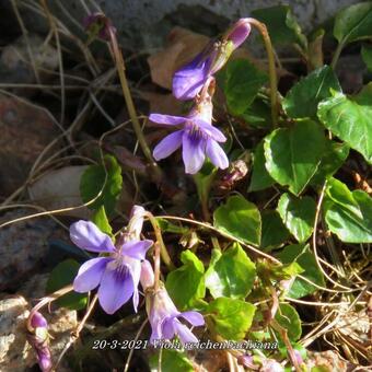 Viola reichenbachiana