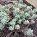 Sedum sediforme - Nizza-Mauerpfeffer