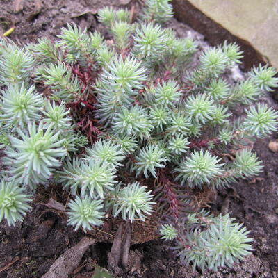 Sedum sediforme - 