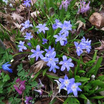 Chionodoxa forbesii