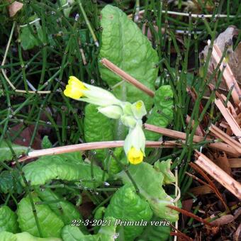 Primula veris