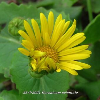 Doronicum orientale