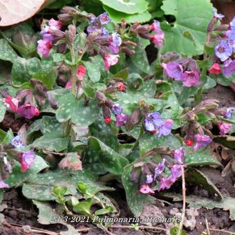 Pulmonaria officinalis