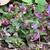 Pulmonaria officinalis