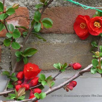 Chaenomeles x superba 'Fire Dance'