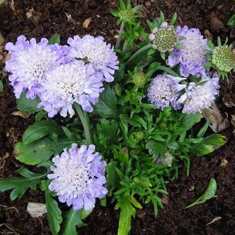 Scabiosa columbaria 'Mariposa Blue'