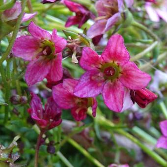 Saxifraga x arendsii 'TOURAN Deep Rose'