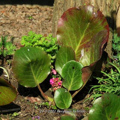 Bergenia hybride - 