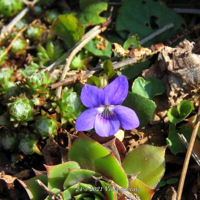 Viola odorata - Violette odorante - Viola odorata