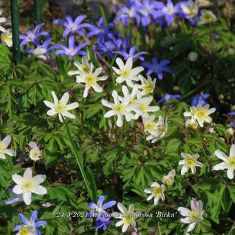 Anemone nemorosa 'Birka'