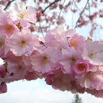 Prunus 'Accolade' - 