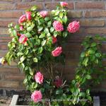 Camellia japonica 'Mrs. Tingley' - 