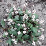 Persicaria tenuicaulis - 