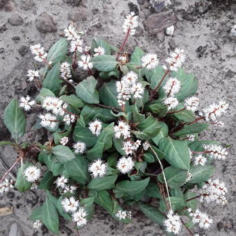 Persicaria tenuicaulis