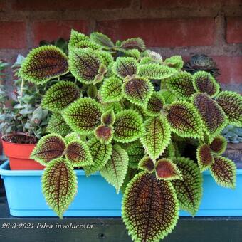 Pilea involucrata