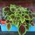 Pilea involucrata