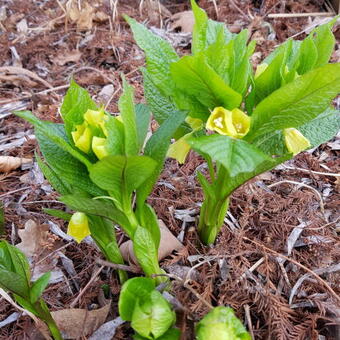 Scopolia carniolica