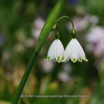 Leucojum aestivum 'Gravetye Giant'