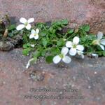 Cardamine corymbosa - 