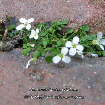 Cardamine corymbosa