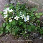 Cardamine corymbosa - 