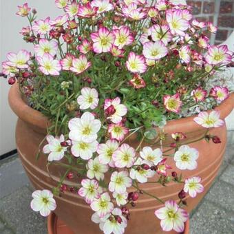 Saxifraga x arendsii 'ALPINO Early Picotee'