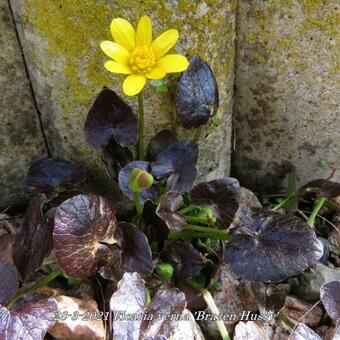 Ficaria verna 'Brazen Hussy'