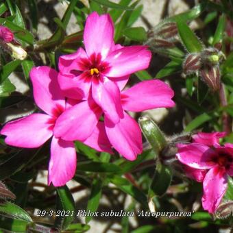 Phlox subulata 'Atropurpurea'