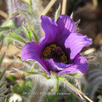 Pulsatilla vulgaris