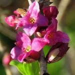 Daphne mezereum 'Rubra' - 