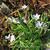 Ipheion uniflorum 'Wisley Blue'