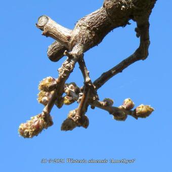 Wisteria sinensis 'Amethyst'