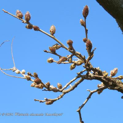 Wisteria sinensis 'Amethyst' - 