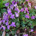 Viola riviniana 'Purpurea' - 