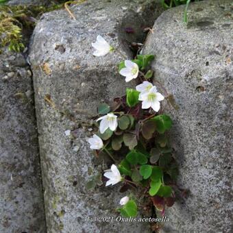 Oxalis acetosella