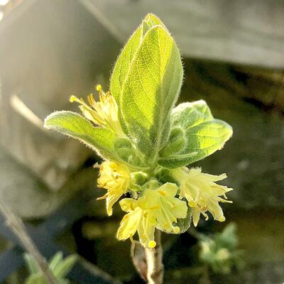 Lonicera caerulea var. kamtschatica - Kamtschatka-Heckenkirsche - Lonicera caerulea var. kamtschatica