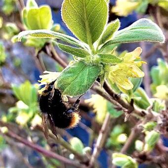 Lonicera caerulea var. kamtschatica