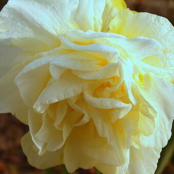 Narcissus 'White Lion'