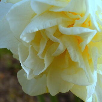 Narcissus 'White Lion'