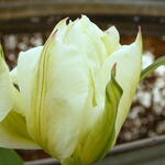 Tulipa 'Exotic Emperor' - 