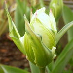 Tulipa 'Exotic Emperor' - 