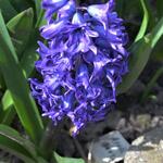 Hyacinthus orientalis 'Royal Navy' - 